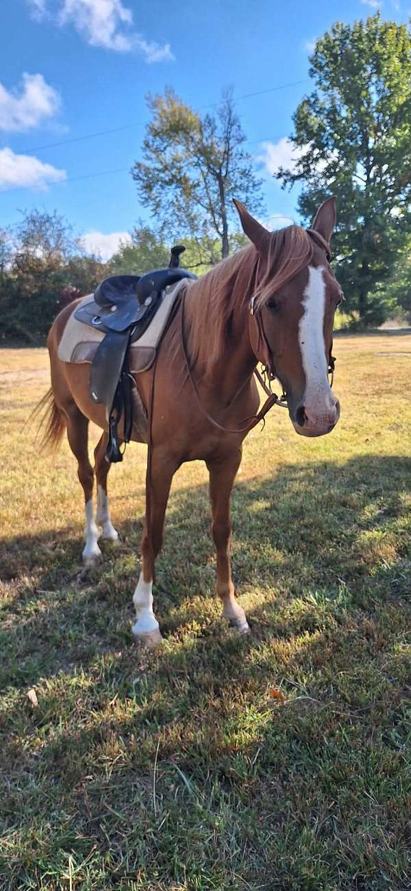 dependable-morgan-horse