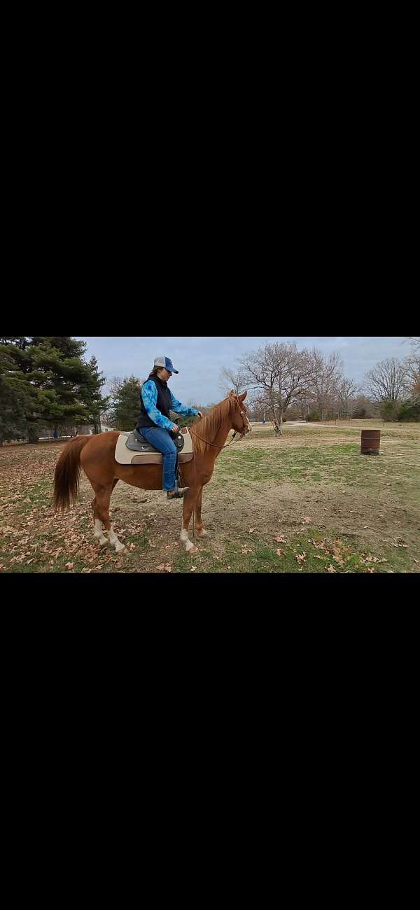 field-morgan-horse