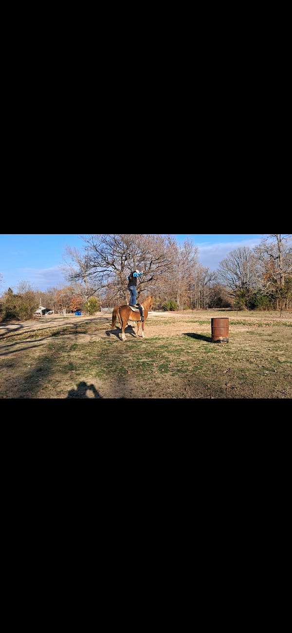 jump-morgan-horse