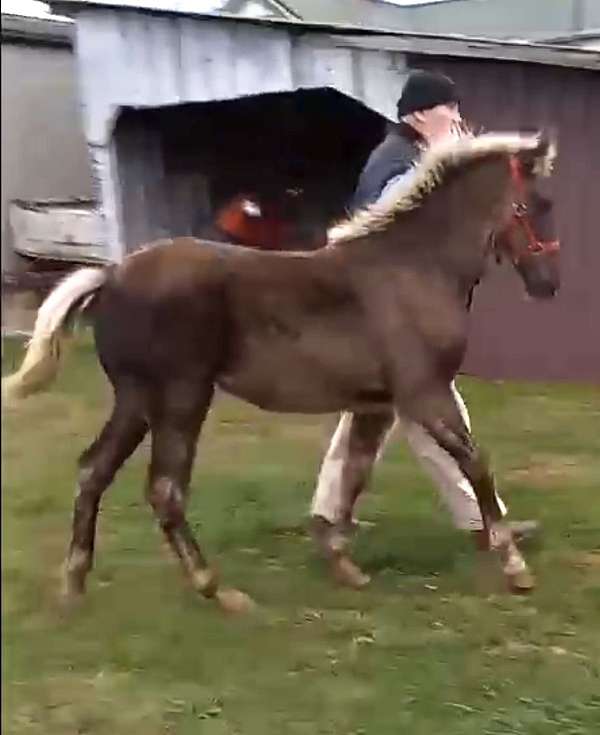 black-chocolate-started-under-saddle-horse