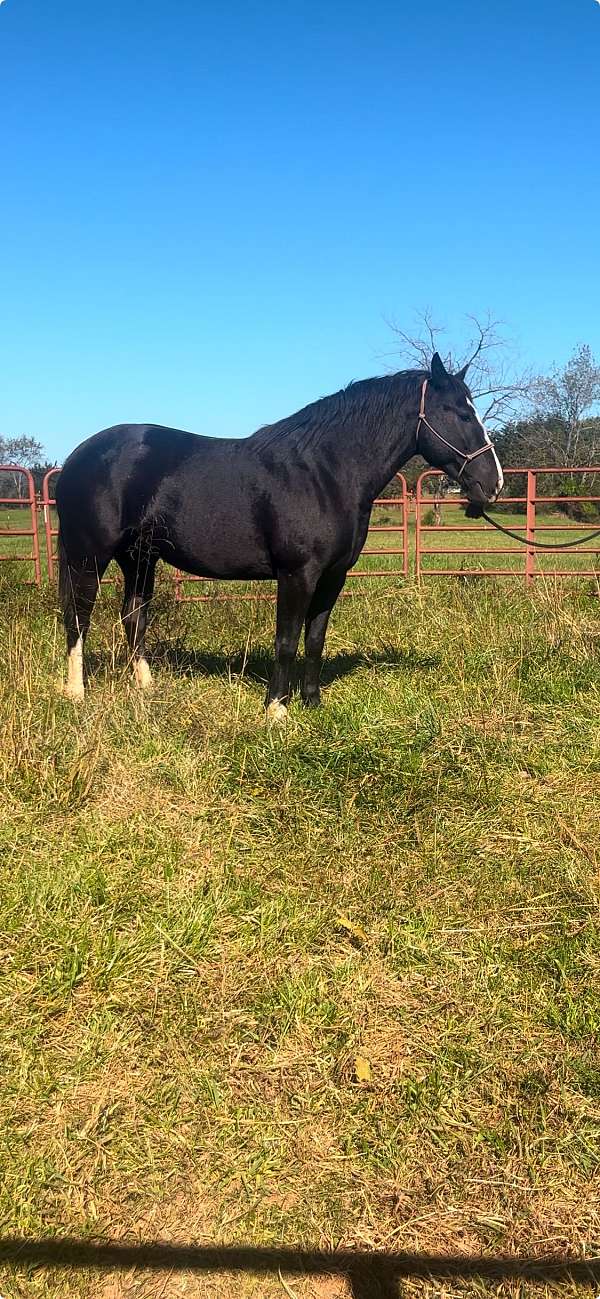 black-white-cross-draft-horse