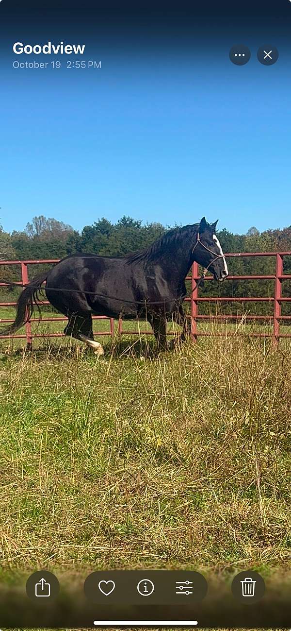 draft-horse-for-sale