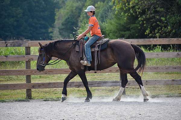 draft-horse