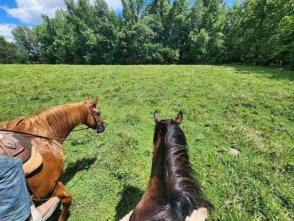 cross-draft-horse