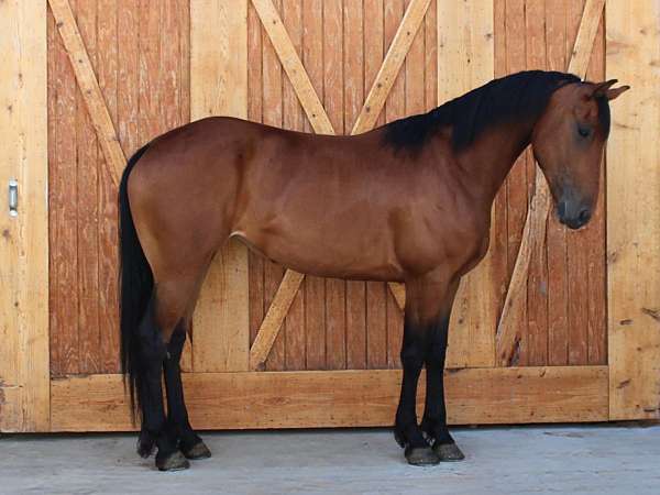 all-around-friesian-horse