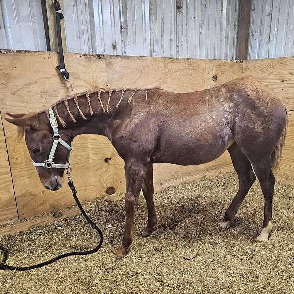 stock-horse-of-texas