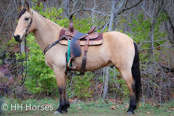 buckskin-working-catt-horse