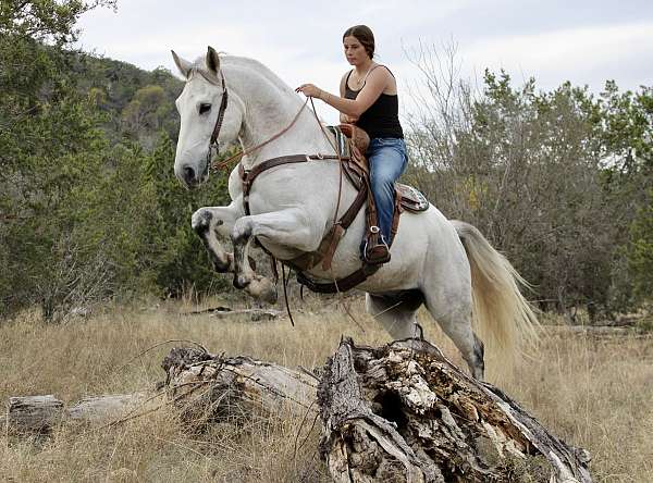 western-dressag-azteca-horse