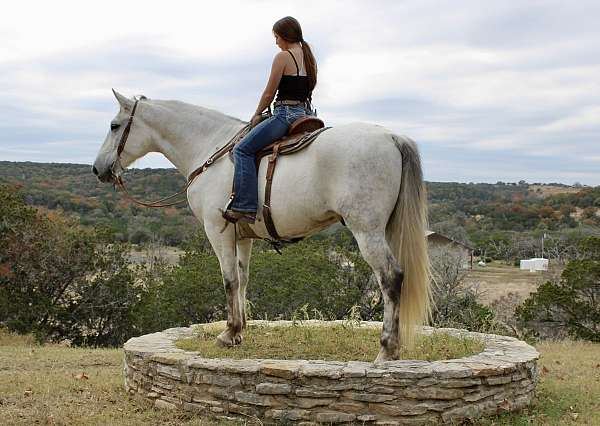 grey-western-dressag-horse