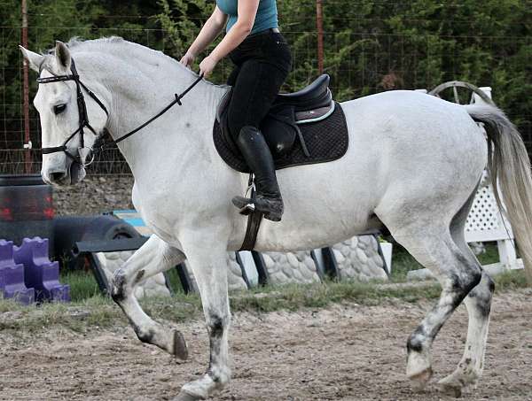 all-around-azteca-horse