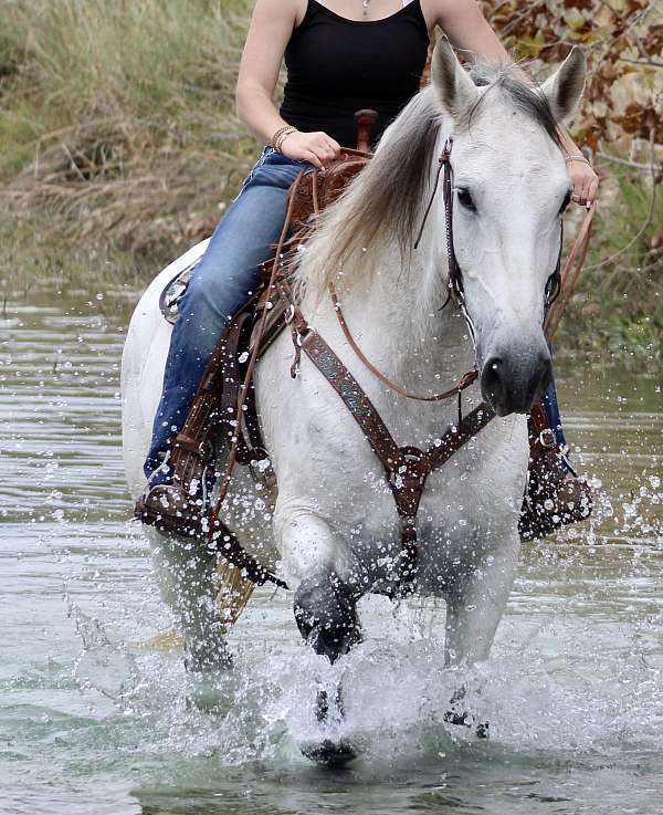 athletic-azteca-horse