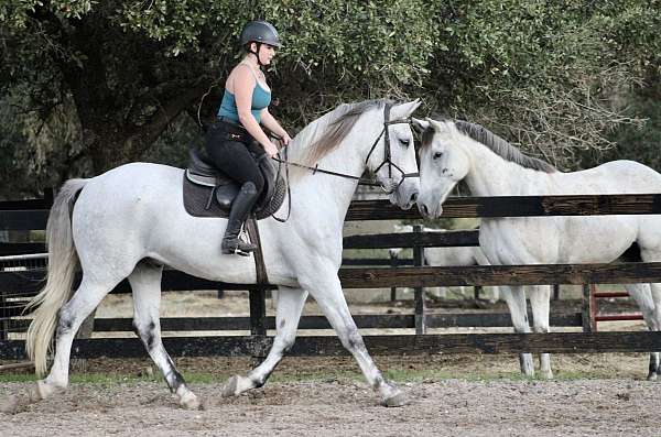 eventing-azteca-horse