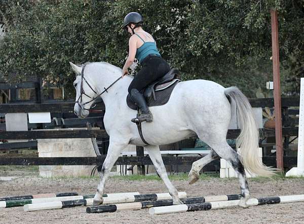 hunter-under-saddle-azteca-horse