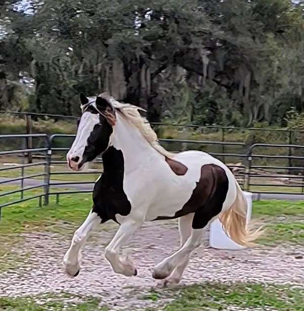 beautiful-mover-drum-horse