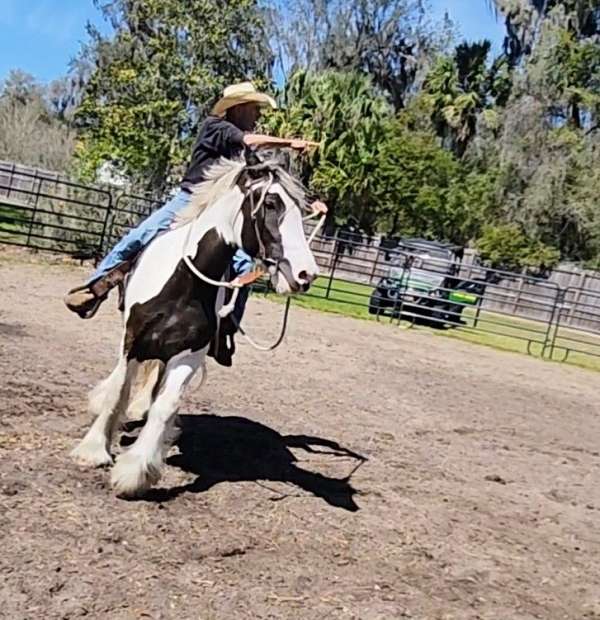 beginner-safe-kid-pony-drum-horse