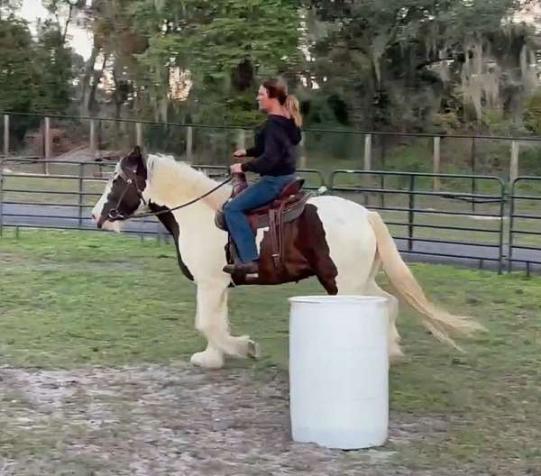 broodmare-drum-horse