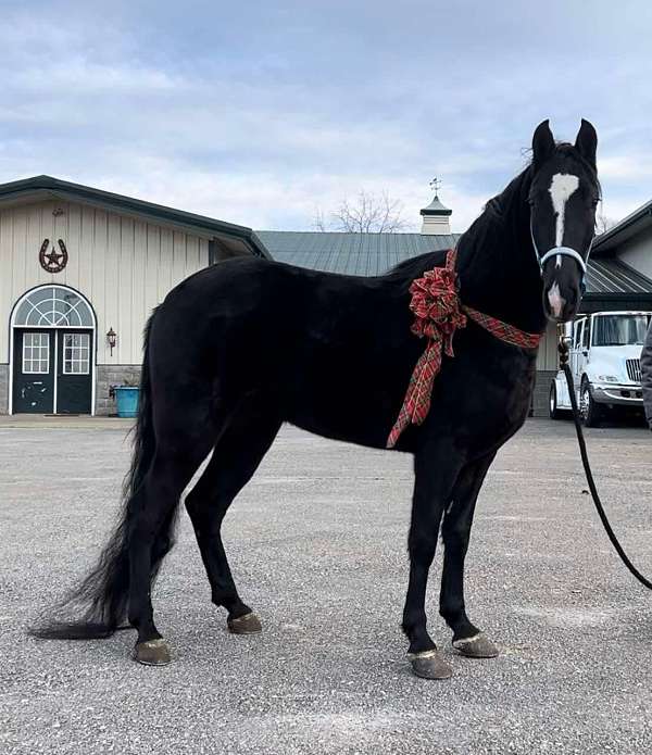 inches-tennessee-walking-horse