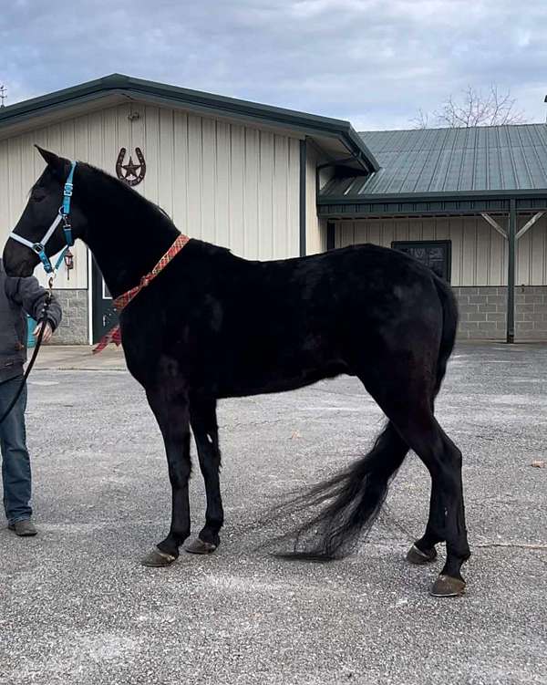 world-grand-champions-gelding