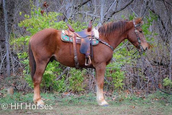 all-around-belgian-horse