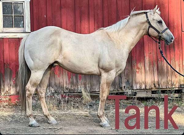 dunalino-flashy-ranch-horse