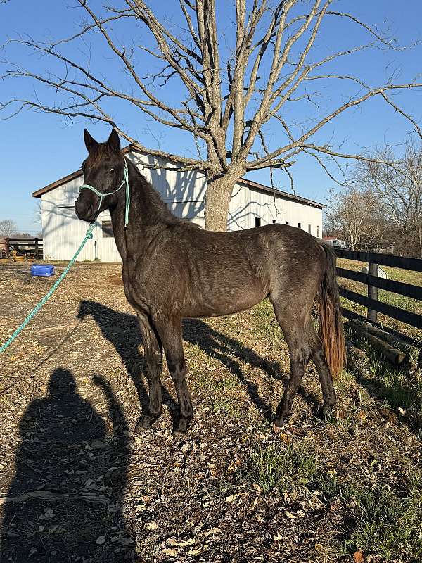 tennessee-walking-filly