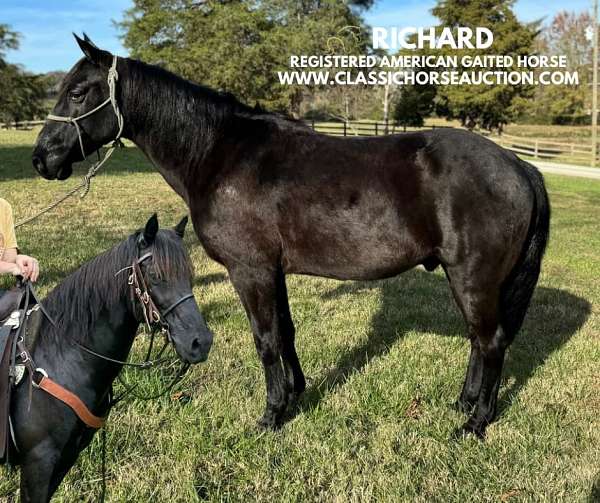 grandchild-tennessee-walking-horse