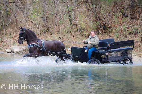 all-around-friesian-horse