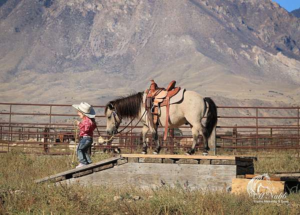 tricks-western-gelding