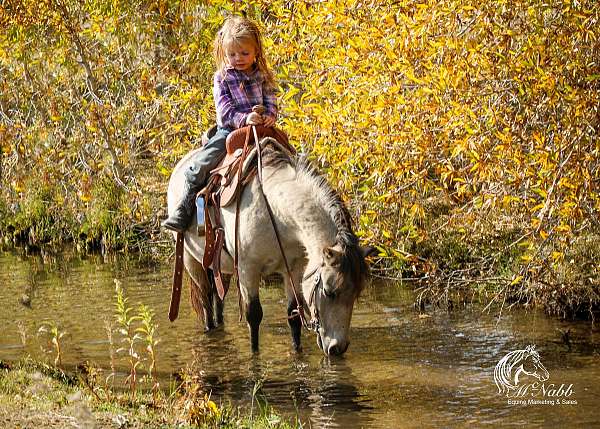 tricks-western-pony