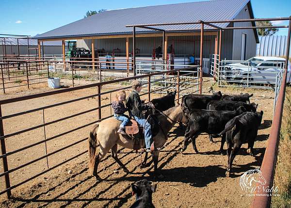 ranch-trail-quarter-pony