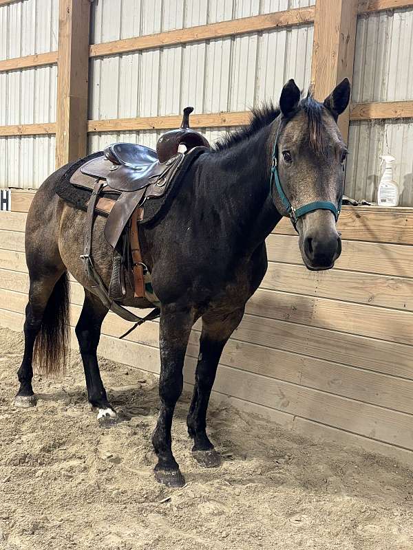 dappled-draft-percheron-horse