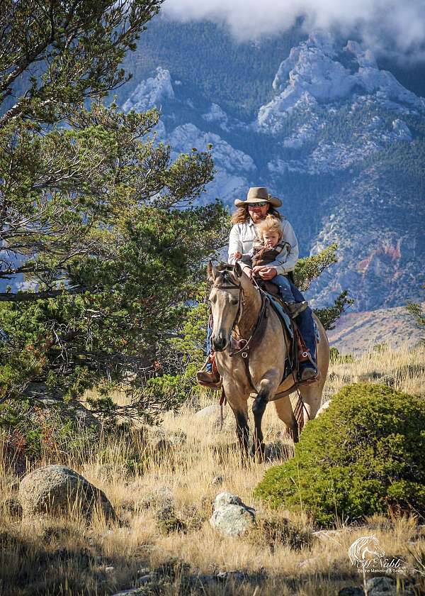 trail-obstacles-quarter-horse