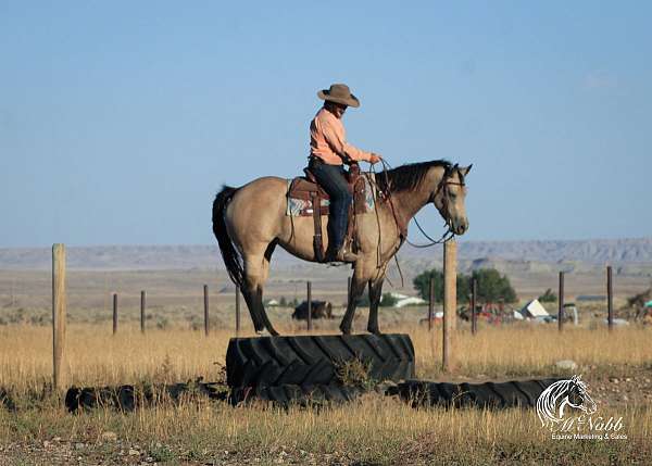 ranch-quarter-horse