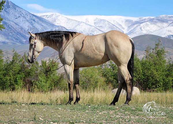 ranch-quarter-horse