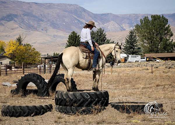 tricks-western-quarter-horse