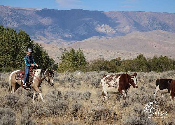 buckskin-tobiano-horse