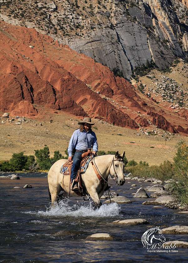 tricks-western-draft-horse