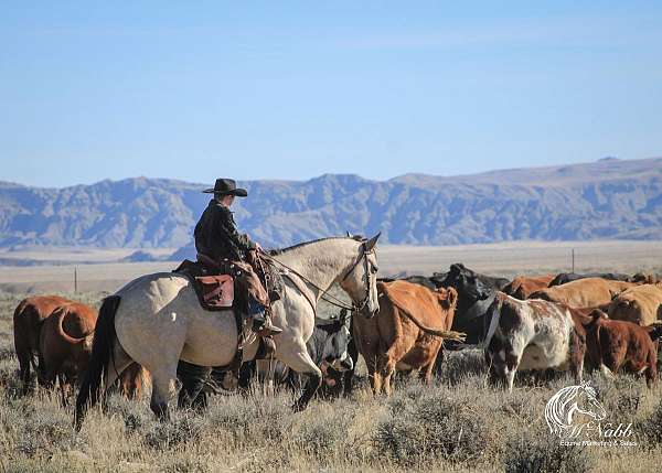 ranch-riding-draft-horse