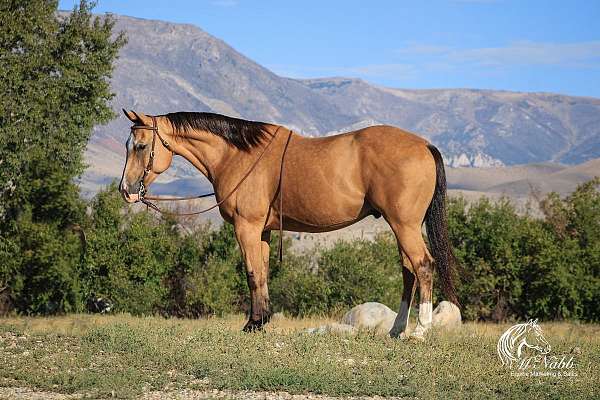 ranch-quarter-horse