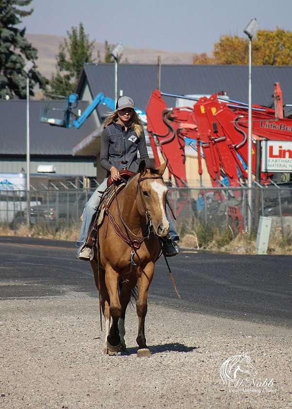 mountains-quarter-horse