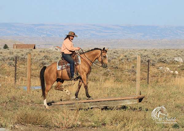 tricks-western-quarter-horse