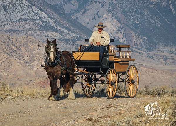 tricks-western-gypsy-vanner-horse