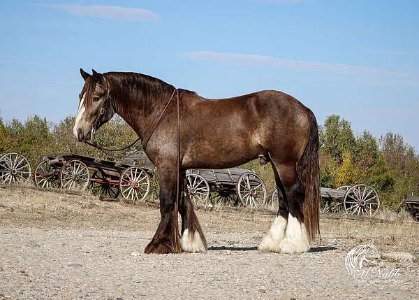 mounted-shooting-gypsy-vanner-horse