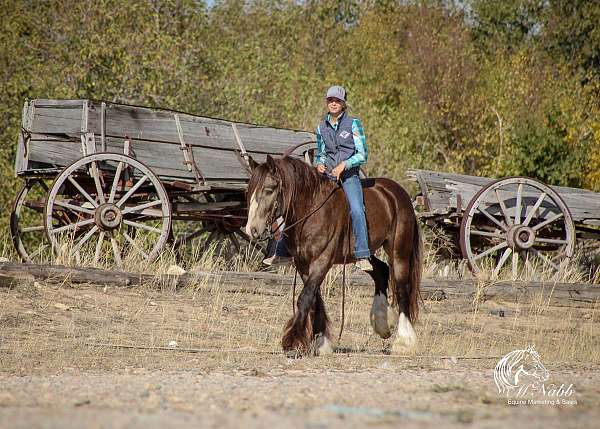 beginner-friendly-gypsy-vanner-horse