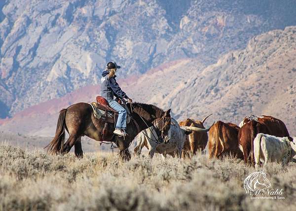 trail-obstacles-gypsy-vanner-horse