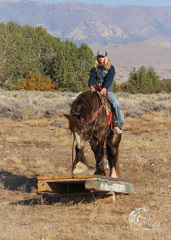 ranch-trail-gypsy-vanner-horse