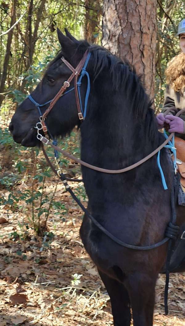 loves-water-friesian-horse