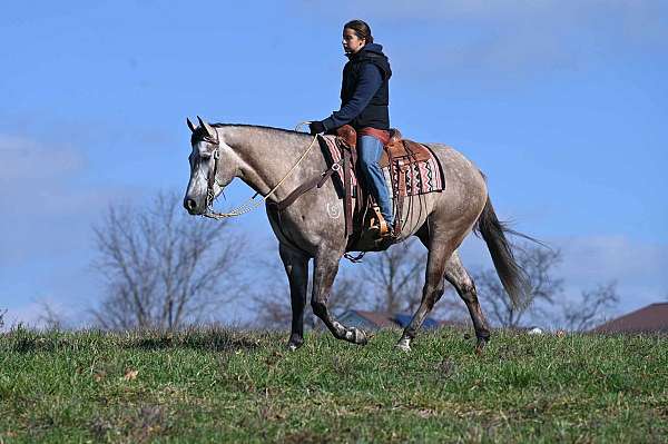 grey-freeze-brand-on-left-shoulder-horse