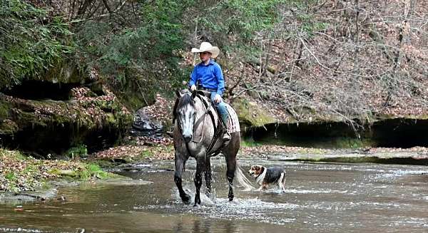 all-around-quarter-horse