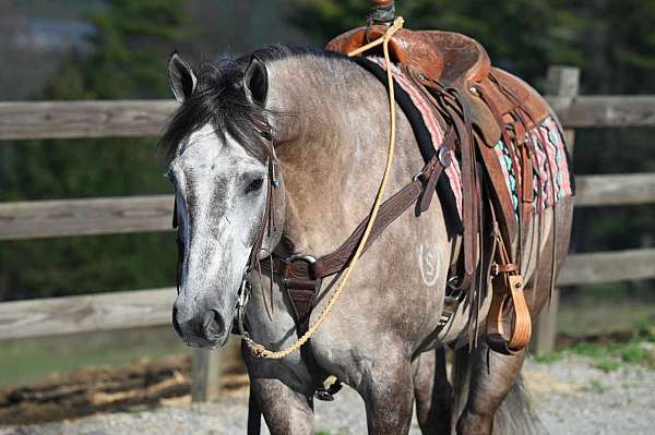 aqha-quarter-horse